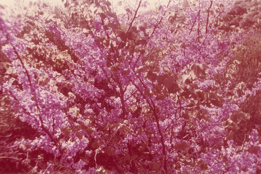 Sharon Ya'ari Blossom 1968, 2016archival injekt print 200 x 300 cm 