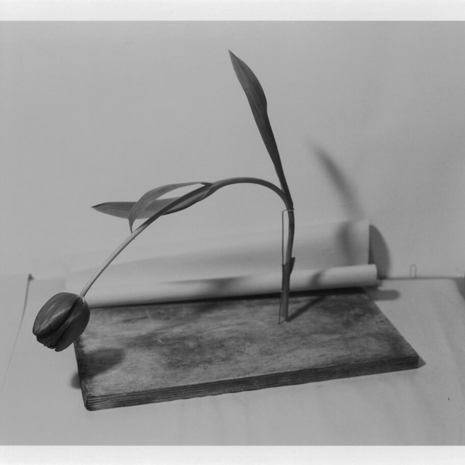 Plants I didn’t ask for, ones I did